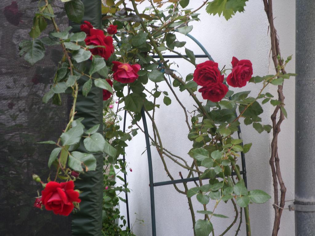 Guest House Dada Дубровник Екстериор снимка