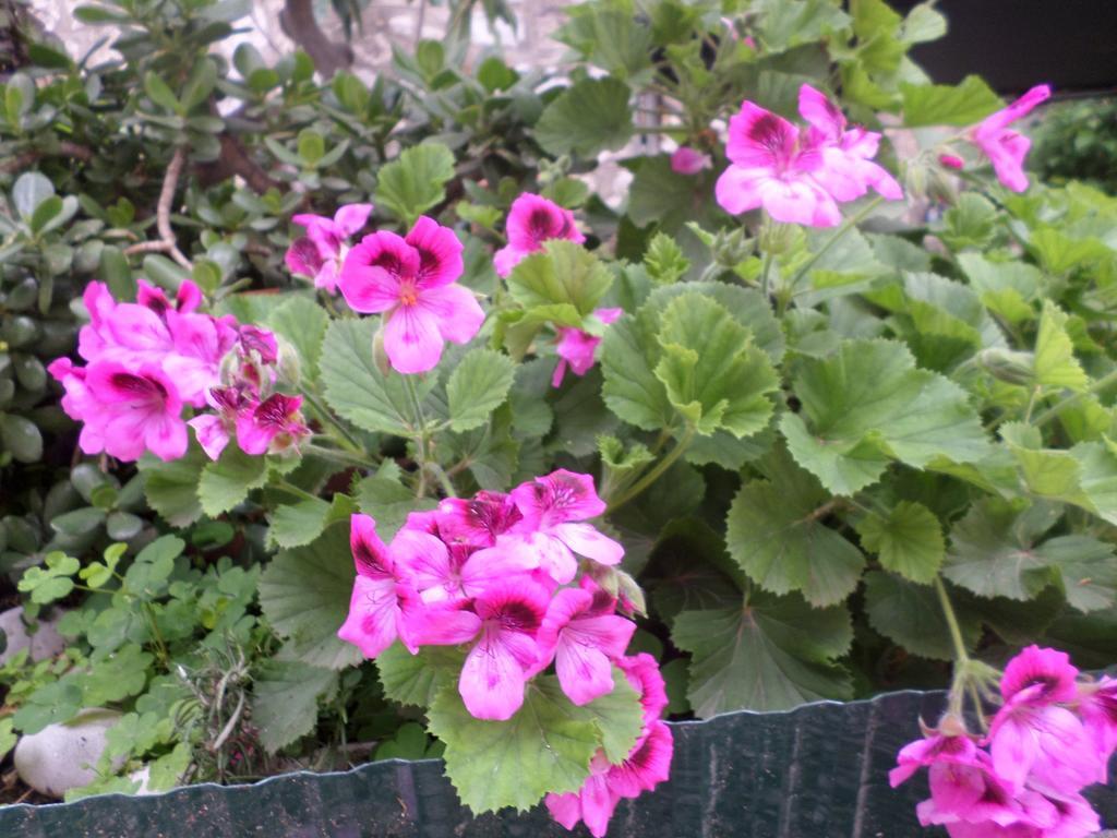 Guest House Dada Дубровник Екстериор снимка